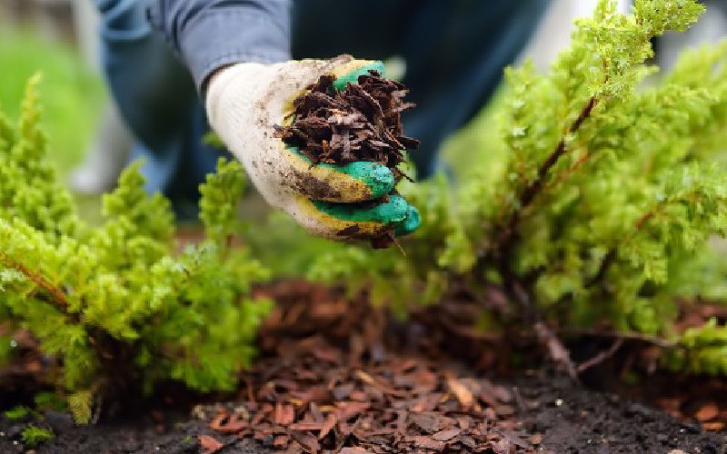 Revitalize Your Landscape With Professional Tree Mulching Service
